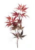 Acer palmatum 'Atropurpureum', Japanischer Ahorn, Produktbild-Vorschau 12
