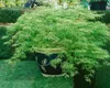 Acer palmatum 'Dissectum Viridis', Grüner Fächerahorn, Produktbild-Vorschau 4