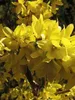 Forsythia int. 'Spectabilis' - Glycine dorée 50- 60 cm Voir les images du produit 3