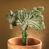 Bloomique - Euphorbia Lactea Cristata - Roślina kaktusowa - Podgląd zdjęcia produktu 2