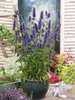 Agastache rugosa 'Black Adder', Duftnessel, violett, ca. Produktbild-Vorschau 3
