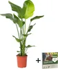 Oiseau de paradis - Strelitzia nicolai - Hauteur 90-110cm - Voir les images du produit 1
