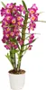 Dehner Traubenorchidee, üppige pinke Blüten, ca. 40-50 cm, Produktbild-Vorschau 1