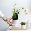 Kolibri Orchids | COMBI DEAL von 2 weißen  Produktbild-Vorschau 7