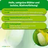Purgrün Indianerbanane-Dünger 1 Liter Produktbild-Vorschau 3