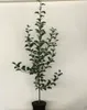 A potted apple tree against a white background. Produktbild-Vorschau