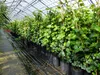10 Stück Efeu Hedera helix 100 - 120 cm Heckenpflanze Produktbild-Vorschau 3