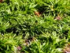 Stauden Gänge 1 x Luzula pilosa 'Igel' im 1 Liter Topf - Produktbild-Vorschau 4