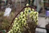 Stachyurus chin. 'Celina' - Chiński ogon perłowy 40- 50 cm Podgląd zdjęcia produktu 2