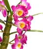 Dehner Traubenorchidee, üppige pinke Blüten, ca. 40-50 cm, Produktbild-Vorschau 2