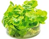 Vodní rostlina In-Vitro Plavín hydrophylla 'Taiwan' – Náhled obrázku produktu 2