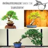 Exotische Bonsai Samen mit hoher Keimrate - Pflanzen Samen Produktbild-Vorschau 3