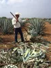 Agave da tequila (Agave tequilana)  - 5 pezzi Anteprima dell’immagine prodotto 3