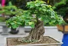 SAFLAX - Buddha-Feige / Bodhi-Baum - Ficus religiosa - 100 Produktbild-Vorschau 4