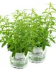 Enseleits 2er Set Zitronenstrauch, Zitronenverbene, Aloysia Produktbild-Vorschau 1