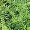 6 x zimolez  - Lonicera nitida 'Hohenheimer Findling'  | Náhľad obrázku produktu 2