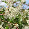 Vite di pizzo d'argento (Fallopia aubertii) 1L Anteprima dell’immagine prodotto 4
