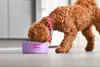 Gift Company Love Pets Futternapf S  It´s been a long day Produktbild-Vorschau 2