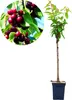 A potted cherry tree with a close-up inset of cherries on the branch. Náhľad obrázku produktu