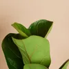 Bloomique - Ficus Lyrata Bambino - Geigenfeige - Produktbild-Vorschau 4