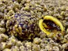 LK Baits Boilie Nutrigo Feed-Ex Honey Rape 20mm 800g Produktbild-Vorschau 3