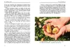 Wachteln im Garten Produktbild-Vorschau 5