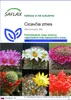 SAFLAX - Cicavčia zmes - Mammilaria Mix - 40 Semená Náhľad obrázku produktu 1
