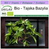 SAFLAX - Bio - Tajska Bazylia - 250 Nasiona - Ocimum Podgląd zdjęcia produktu 10