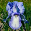 Schwertlilien Winterhart Mehrjährig - Iris Germanica Produktbild-Vorschau 3