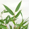 Bloomique - Lot de 2 - Fargesia Rufa - Bambou - Non traçant Voir les images du produit 3