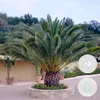 Bloomique - 2er Set - Phoenix Canariensis - Kanarische Produktbild-Vorschau 2