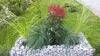 A raised garden bed filled with plants and surrounded by grass. Náhled obrázku produktu
