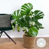 Bloomique - Monstera Deliciosa - Fensterblatt - Produktbild-Vorschau 2