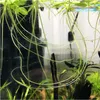 Eco Plant - Limnobium laevigatum - rostlina invitro malý Náhled obrázku produktu 4
