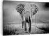 Bild auf Leinwand - Leinwandbild - 3 Teile - Elefant Produktbild-Vorschau 1