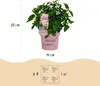 Hydrangea panniculata Groundbreaker Blush -Greeny - Ruby - Podgląd zdjęcia produktu 3