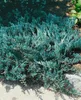 Juniperus horizontalis 'Blue Chip', Kriech-Wacholder, Produktbild-Vorschau 6