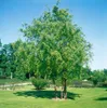 Salix matsudana 'Tortuosa', Korkenzieher-Weide, 60–100 cm Produktbild-Vorschau 10