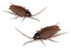 MAGANA: Cucaracha vibrante Vista previa de la imagen del producto 4