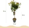 Viburnum tinus Immergrüner Schneeball Stamm-Pflanze Ø19cm Produktbild-Vorschau 3