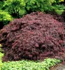 Fächerahorn ´GARNET´ 60-70 cm, Cont. 3 l Produktbild-Vorschau 2