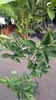 A potted citrus tree with green leaves. Anteprima dell’immagine prodotto