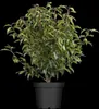 Prunus lusitanica, Portugiesischer Lorbeer, immergrün, Produktbild-Vorschau 12