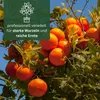 Meine Orangerie Clementinenbaum Mezzo - süße Clementine - Produktbild-Vorschau 4