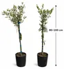 2x Olivenbaum 80–100 cm Olea europaea – Echter Olivenbaum, Produktbild-Vorschau 5