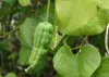 SAFLAX - duchovná rastlina - Aristolochia littoralis syn. Náhľad obrázku produktu 5
