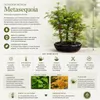 Outdoor Bonsai Urweltmammutbaum (Metasequoia) ca. 30 cm – Produktbild-Vorschau 2
