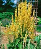 Verbascum olympicum, Königskerze, silbergrau, ca. 9x9 cm Produktbild-Vorschau 3