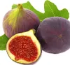 BALDUR Garten 1x Frucht-Feige 'Rouge de Bordeaux' klein, Produktbild-Vorschau 3