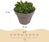 Exotenherz, plante couvre-sol - Mélange de Delosperma - Voir les images du produit 4